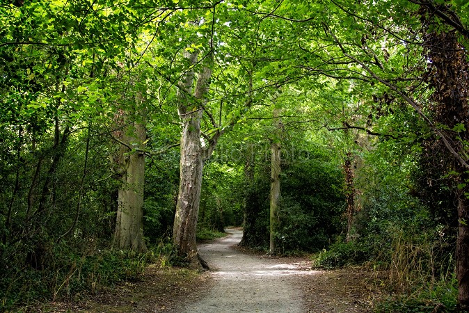 foto paesaggi naturali | bosco | immagini paesaggi | irlanda | immagini naturali | 
