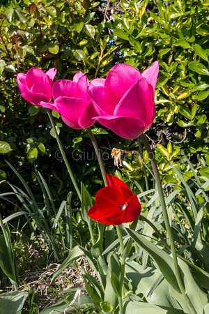 fiori meravigliosi immagini | fiori immagini | immagini di fiori bellissimi | tulipani | 