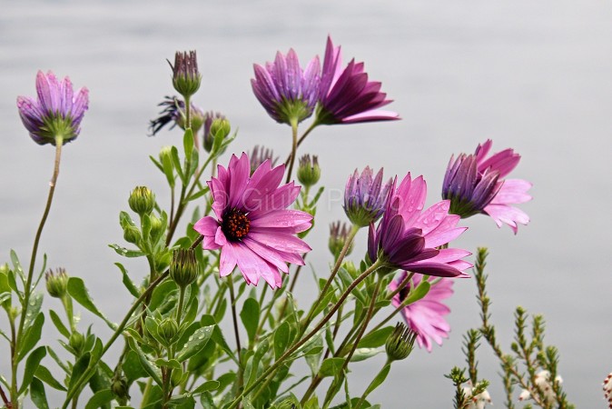 fiori meravigliosi immagini | fiori immagini | immagini di fiori bellissimi | natura | 
