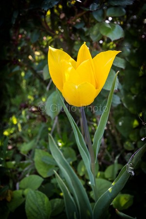 fiori meravigliosi immagini | fiori immagini | immagini di fiori bellissimi | tulipani | 