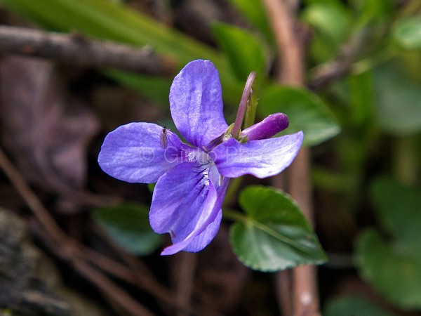 fiori meravigliosi immagini | fiori immagini | immagini di fiori bellissimi | immagini violette | 