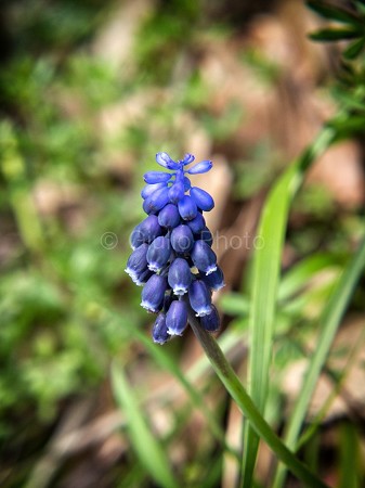fiori meravigliosi immagini | fiori immagini | immagini di fiori bellissimi | immagini natura | 