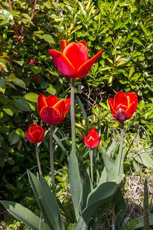 fiori meravigliosi immagini | fiori immagini | immagini di fiori bellissimi | tulipani | 