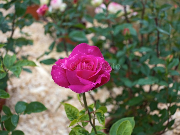 fiori meravigliosi immagini | fiori immagini | immagini di fiori bellissimi | immagini di rose | 