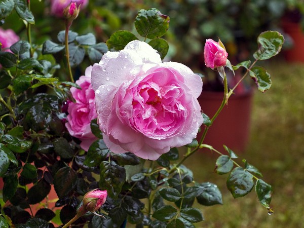 fiori meravigliosi immagini | fiori immagini | immagini di fiori bellissimi | immagini natura | 