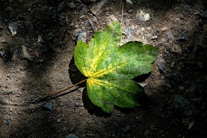 foglia | fiori immagini | immagini di fiori bellissimi | immagini natura | 