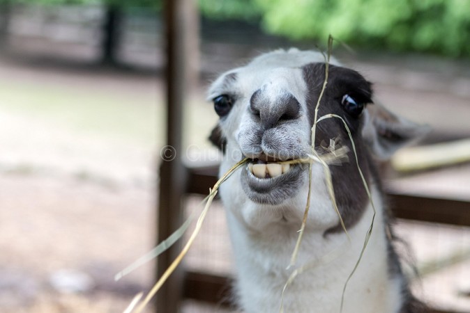 lama | immagini lama che sputa | immagini lama | immagini di lama animale | immagini di lama | 