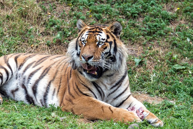 foto tigre | immagini di tigri | immagini tigre |  foto di tigri | tigre sul prato | tigre | 
