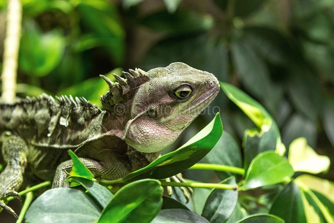 camaleonte | immagini di animali | 