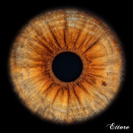iris | iride | genova | foto iride | giulio photo | iride liguria | macro | iris galleria |