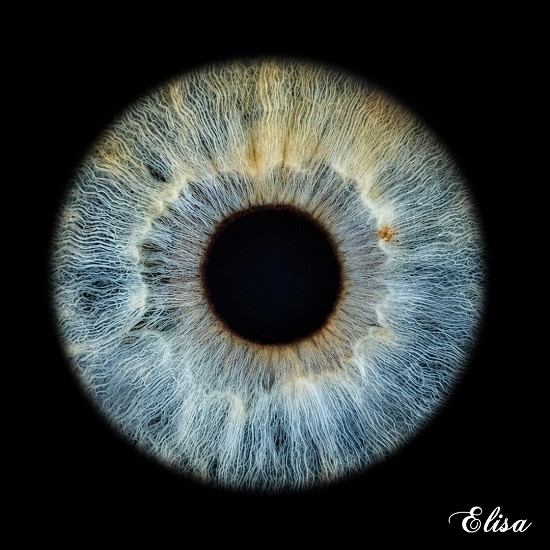 iris | iride | genova | foto iride | giulio photo | iride liguria | macro | iris galleria |